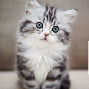 Meet your Posher, Yosselin